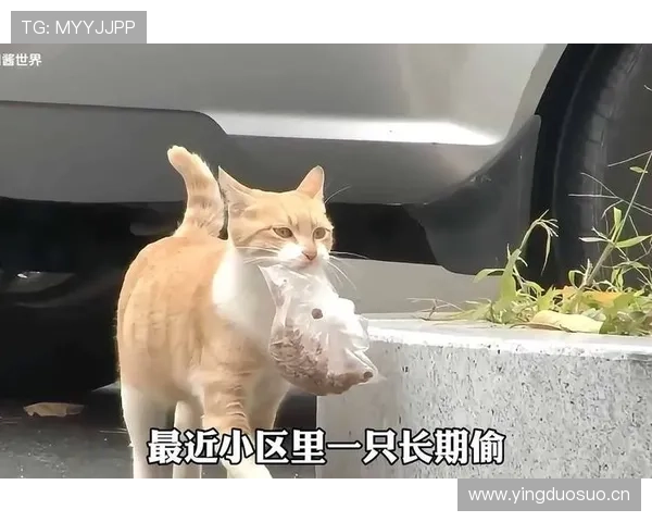 听说唐佳豪一天三顿外卖，连猫都看不上这生活节奏？